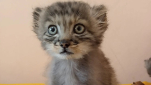 Котята манула, которых спасли в Бурятии, не смогут жить в дикой природе - gtrkamur.ru