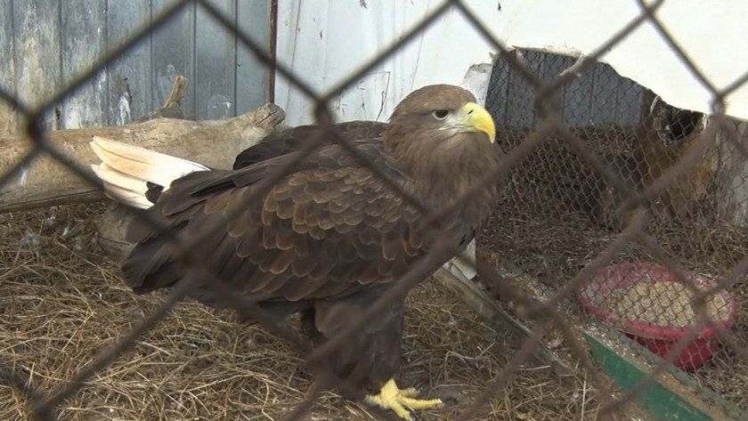 Орлан-белохвост по кличке Кеша - gtrkamur.ru