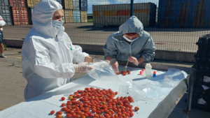 В Приамурье завезли фрукты и овощи из Китая - gtrkamur.ru