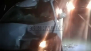 Ещё одна лошадь погибла под колёсами автомобиля - gtrkamur.ru