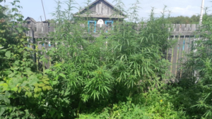 Житель Свободненского района вырастил 600 кустов конопли на огороде - gtrkamur.ru