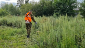Два больших очага опасного сорняка уничтожили в Благовещенске - gtrkamur.ru