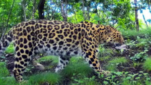 Разговор пятнистых запечатлела фотоловушка нацпарка «Земля леопардов» - gtrkamur.ru