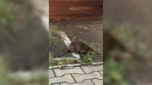 Благовещенцы не дали попасть под колёса ондатре, которая прогуливалась по центру города - gtrkamur.ru
