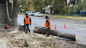 В областном центре началась подготовка к будущему озеленению города - gtrkamur.ru