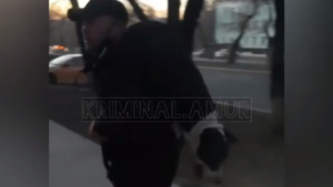 В Благовещенске бойцовская собака напала на прохожих - gtrkamur.ru