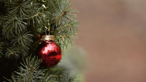 Амурские лесхозы к Новому году заготовят почти 25 тысяч ёлок - gtrkamur.ru