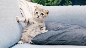 Амурский Россельхознадзор выявил подозрительные документы на кошку из Прогресса - gtrkamur.ru