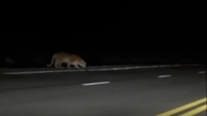 Тигр в Приморье преодолевает препятствия на пути к самкам - gtrkamur.ru