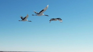 Японские журавли не спешат покинуть Амурскую область - gtrkamur.ru