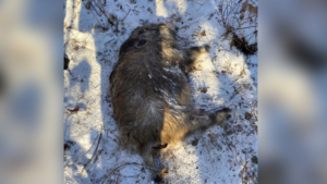 В районе Циолковского обнаружен очаг АЧС в дикой природе - gtrkamur.ru