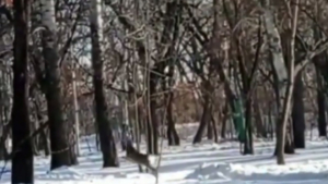 По Первомайскому парку бегает косулёнок - gtrkamur.ru