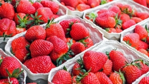 К Новому году на амурские прилавки поступит почти полтонны клубники - gtrkamur.ru