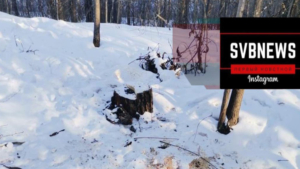 Поиском «черных» лесорубов, которые похозяйничали в Свободненском дендрарии, займется полиция - gtrkamur.ru