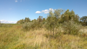 Штраф свыше миллиона рублей заплатит компания за зарастание сорняками 200 гектаров сельскохозяйственной земли - gtrkamur.ru