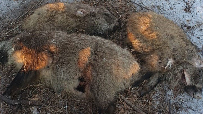 В селе Чалганы нашли трупы диких кабанов - gtrkamur.ru