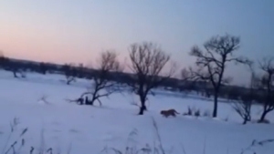 Вас заметили: в Архаринском районе тигрица удрала от людей - gtrkamur.ru