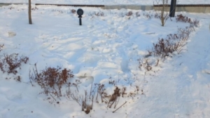 В Благовещенске вытоптали около 5 % живой изгороди - gtrkamur.ru