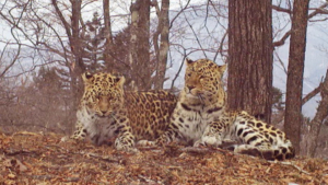 Пятнистая свадьба: леопард-старожил Валера нашёл себе молодую самку - gtrkamur.ru