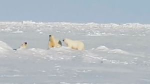 Белые медведи пришли на пир к селу на Чукотке - gtrkamur.ru