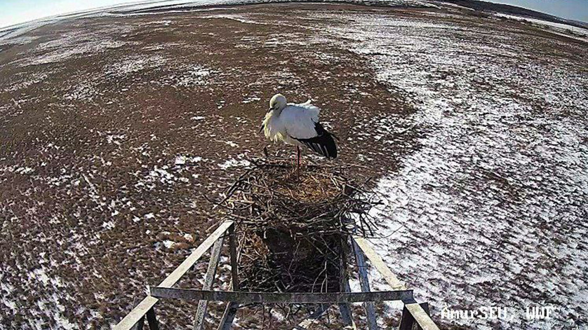 Камера, мотор, поехали: в Тамбовском районе стартует наблюдение за аистами - gtrkamur.ru