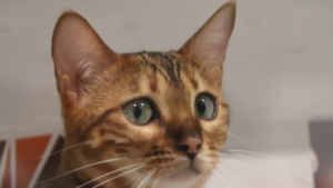 Даже международные выставки кошек оказались под запретом для россиян - gtrkamur.ru