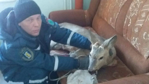 Косуля разбила окно в роддоме Белогорска - gtrkamur.ru