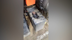 Сумку с медвежьими лапами обнаружил водитель мусоровоза в Благовещенске - gtrkamur.ru