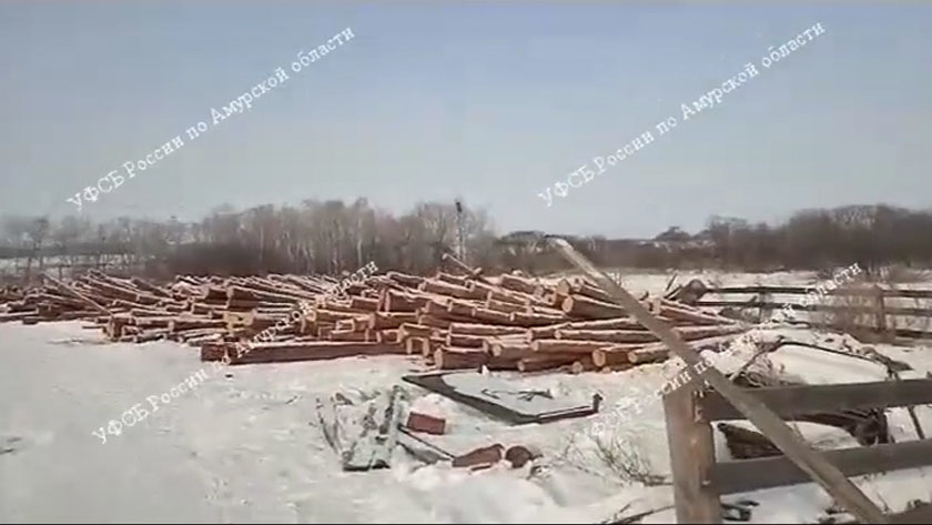 В Ромненском округе срубили деревья на несколько миллионов рублей - gtrkamur.ru