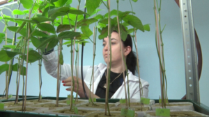 Амурские селекционеры готовы обеспечить семенами местных аграриев - gtrkamur.ru