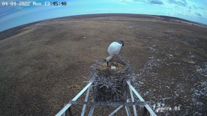 Любовь и аисты: гнездо краснокнижников в Тамбовке пополнилось новыми яйцами - gtrkamur.ru