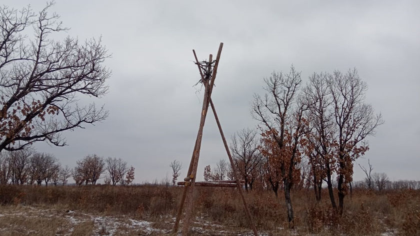 Семь новых гнёзд дальневосточных аистов появилось в Березовском заказнике - gtrkamur.ru