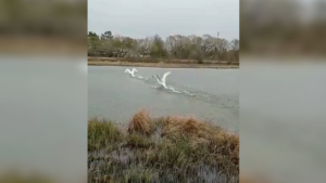 Ивановские лебеди обживают новый дом - gtrkamur.ru