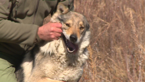 Силён, как волк, предан, как собака: житель амурского севера приручил волкособа - gtrkamur.ru