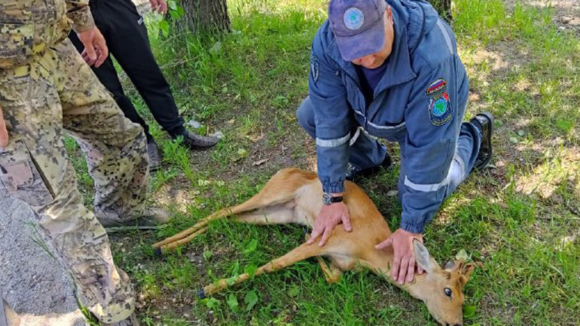 Молодую косулю поймали в горпарке Белогорска - gtrkamur.ru