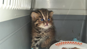 В Центр «Тигр» поступил еще один дальневосточный кот-сирота - gtrkamur.ru