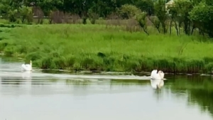 «Поверх текучих вод лебедь белая плывёт»: в Ивановке показали кормление лебедей - gtrkamur.ru