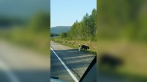 Недалеко от Тынды на дорогу вышли два медведя - gtrkamur.ru
