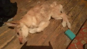 Истязательницу щенка Бонди отправили за решетку - gtrkamur.ru