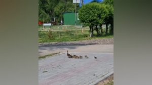 11 детей уточки: в лагере Гагарина заметили стаю утят - gtrkamur.ru
