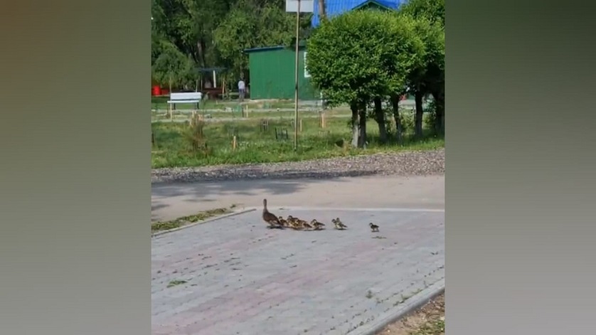 11 детей уточки: в лагере Гагарина заметили стаю утят - gtrkamur.ru