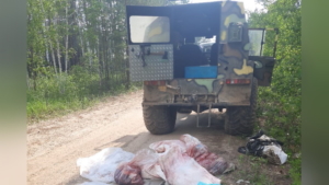 Браконьеров, добывших лосей, поймали в Магдагачинском районе - gtrkamur.ru