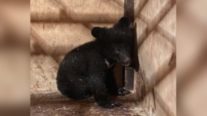 Держали на цепи и кормили сладостями: гималайского медвежонка спасли в Приморье - gtrkamur.ru