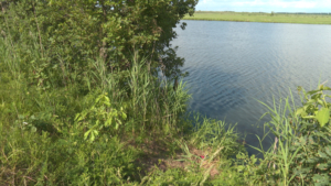 Школьники помогли очистить от мусора озеро в Березовке - gtrkamur.ru