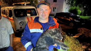 Любопытного щенка вызволили спасатели Благовещенска из глубокой ямы - gtrkamur.ru