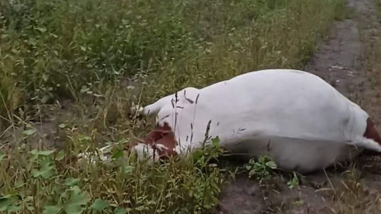 Неизвестный расстрелял коров в Бурейском округе - gtrkamur.ru