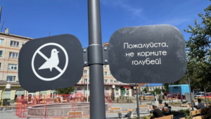 Благовещенцы высказались по вопросу кормления голубей в общественных местах - gtrkamur.ru