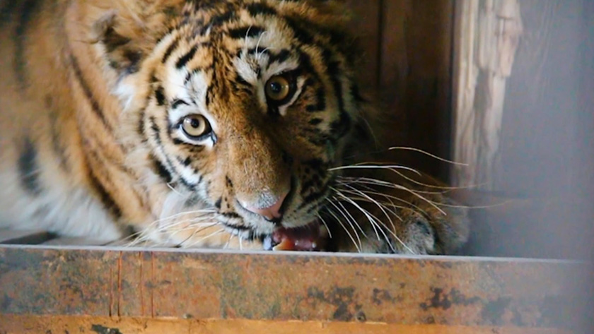 Путешествие на другой конец страны: тигрицу из Приморья отправили в Москву на реабилитацию - gtrkamur.ru