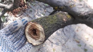 Заявку на вырубку дерева во дворе благовещенцы могут подать через Госуслуги - gtrkamur.ru