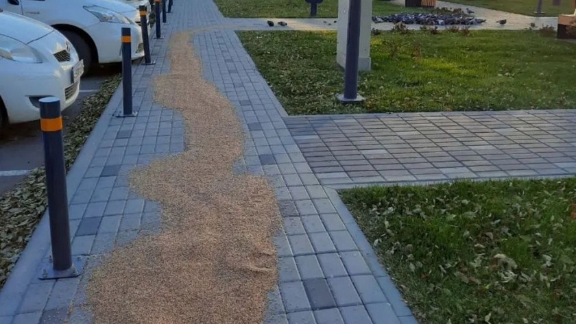 В благовещенском сквере «Бабочка» неизвестный высыпал пшено - gtrkamur.ru